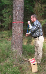 Mann vermisst einen rot gebänderten Baum