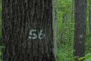 Baum mit der weißen Nummer 56