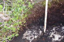 Bodenprofil mit felsigem Untergrund und Strauchvegetation