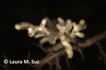 Mikroskopaufnahme eines Pilzes an einer Baumwurzel.
