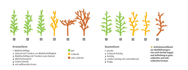 Verschiedene Kronen- und Stammformen der Jungbuchen. Aufschlüsselung in die Klassen "gut", "schlecht" und "sehr schlecht".