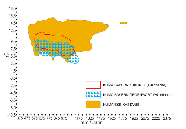 Klimahülle der Edelkastanie (Castanea Sativa) in Bayern. Auf der X-Achse ist der durchschnittliche Jahresniederschlag in mm, auf der Y-Achse die Jahresdurchschnittstemperatur in °C zu finden. Das zukünftige trockenere und wärmere Klima Bayerns ist rot markiert. Der für die Edelkastanienverbreitung kennzeichnende Klimabereich, welcher als ockerfarbene Fläche eingezeichnet ist, deckt sich komplett mit dem künftigen Klima in Bayern. Der gegenwärtige Klimabereich Bayerns ist blau umrandet und mit blauen Dreiecken schraffiert und deckt sich in großen Teilen mit der Klimahülle der Edelkastanie.