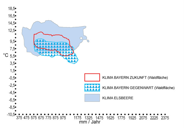 Klimahülle - Elsbeere (Sorbus torminalis)