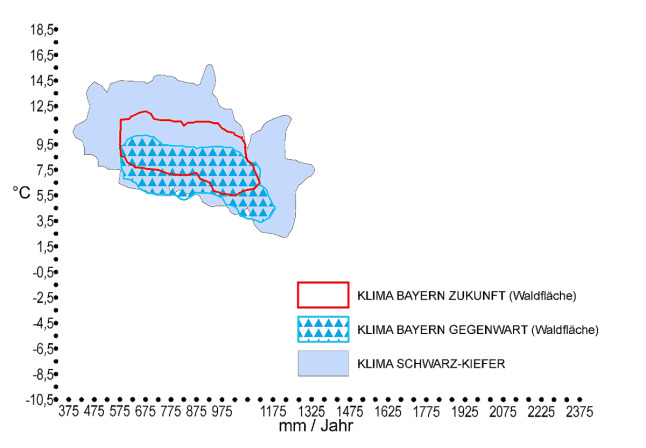 Klimahülle der Schwarz-Kiefer (Pinus nigra) in Bayern. Auf der X-Achse ist der durchschnittliche Jahresniederschlag in mm, auf der Y-Achse die Jahresdurchschnittstemperatur in °C zu finden. Das zukünftige trockenere und wärmere Klima Bayerns ist rot markiert. Der für die Schwarzkiefernverbreitung kennzeichnende Klimabereich, welcher als blaue Fläche eingezeichnet ist, deckt sich komplett mit dem künftigen Klima in Bayern. Der gegenwärtige Klimabereich Bayerns ist blau umrandet und mit blauen Dreiecken schraffiert und deckt sich in großen Teilen mit dem Klima des Schwarzkiefernvorkommens.