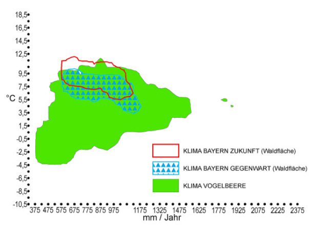 Klimahülle - Vogelbeere (Sorbus aucuparia): Die klimatischen Standortsansprüche der Vogelbeere stimmen derzeit mit dem Klima in Bayern überein. In Zukunft ist die Art für wärmere und trockenere Gebiete Bayerns nicht mehr geeignet.