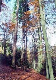 Das Foto zeigt einen Buchenbestand mit Douglasien im Herbst.