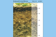 pH-Werte im Boden nach Bodentiefe, weitere Informationen siehe Text