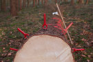 Gefällter Nadelbaum liegt im Wald. Mehrere rote Werkzeuge stecken im Stamm.