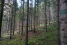Nadelwald