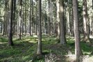 Blick in einen Fichtenbestand mit mittlerem bis starkem Baumholz.