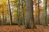 Starke Wertholzeiche steht in einem Laubwald.