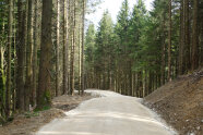 Neuer Forstweg zieht sich durch einen Schneise in einem Fichtenwald.