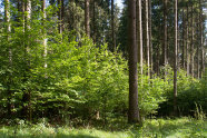 Naturverjüngung unter Fichtenaltbestand