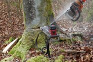 Ein fernbedienbarer Fällkeil steckt im Fällschnitt eines Baumes