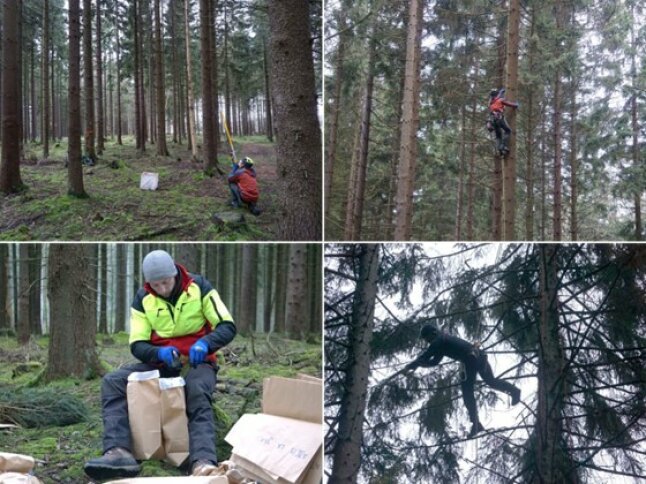 Mitarbeitende im Wald und auf Bäumen beim Nadeln sammeln