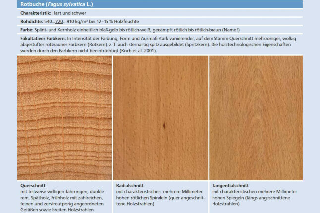 Holzeigenschaften sind anhand von Fotos dargestellt