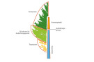 Schematischer Aufbau eines Baumes, bei dem der Baum in die Bereiche Stammholz, Totastzone, Grünkrone bis Aushaltungsgrenze, Kronenspindel und Kronenrest eingeteilt ist.