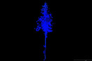 Dunkelblaue Laseraufnahme eines Nadelbaums.