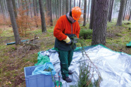 Mann in Schutzkleidung steht auf einer Folie im Wald und schneidet Feinreisig von einem Ast.