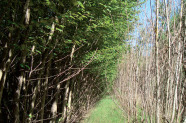 Reihenweise gepflanzter Energiewald