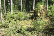 Fichtenwald, in dem eine Fichte mitsamt Wurzelteller umgeworfen wurde und nun auf einer Lichtung liegt.