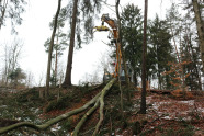 Seilwindenbagger rückt Laubholz am Hang nach oben.