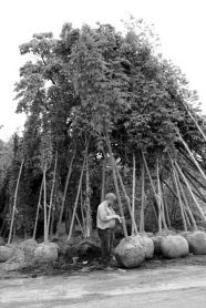 Ein Mann steht zwischen mehreren etwa sieben Meter hohen, ausgegrabenen und ballierten Bäumen.