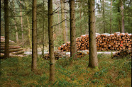 Fichtenbestand in dem ein Holzpolter liegt 