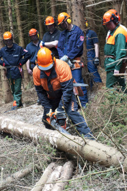 Sieben Männer in ihrer Persönlichen Schutzausrüstung (blau-grüne Overalls und oranger Helm) Stehen im Wald und sehen einem Mann zu, wie er einen Baum entastet.