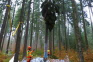 Zwei Personen in Schutzkleidung ziehen eine Baumkrone von einem Baum herunter.