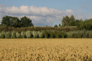 Blick auf ein reifes Getreidefeld mit einer Klonplantage im Hintergrund.