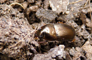 Laufkäfer Amara nitida