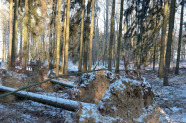 Windwurf im Fichtenbestand