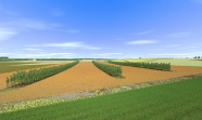 Grafische Darstellung einer Projektfläche eines Agroforstsystems.