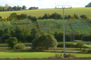Kurzumtriebsplantage Wöllershof zwischen Grünland gelegen. Im Vordergrund steht ein Strommast.
