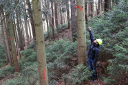 Mann mit Schutzhelm und Hund zeigt auf ausgezeichneten Baum im Wald.