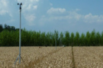 Agroforst: Baumreihe neben Weizenfeld