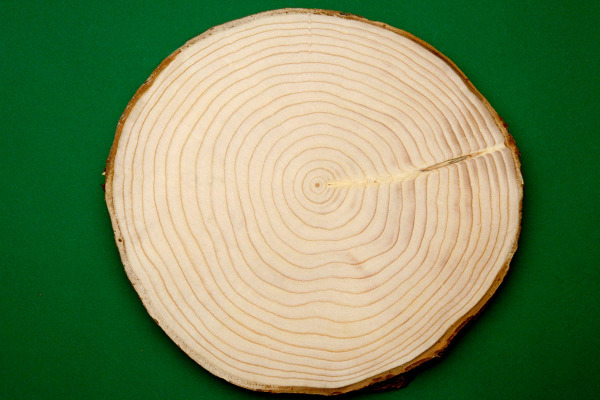 das holz der fichte