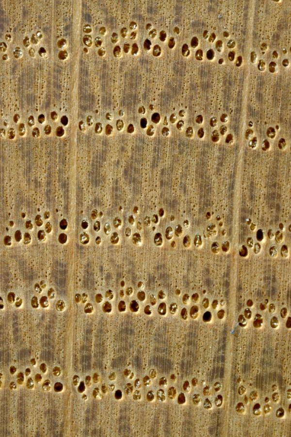 Das Holz Der Edelkastanie Eigenschaften Und Verwendung Lwf