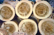 Dieses Foto zeigt sechs stirnseitige Rundholzer. Das Splitholz ist jeweils sehr hell und das Kernholz dunkel gefärbt. 