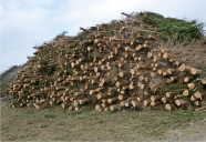 Großer Haufen Waldhackholz