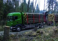 Holztransporter im Wald (Foto: M. Burkhardt)