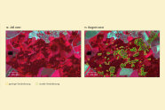 Veränderung der vitalen Vegetation vor und nach dem Sturm