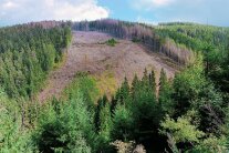 Zeigt eine Kahlfläche infolge Borkenkäferbefall, am Saumrand geht das Baumsterben weiter