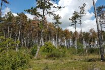 abgestorbene Schwarzkiefern mit braunen Nadeln unter weiß-blauem Himmel