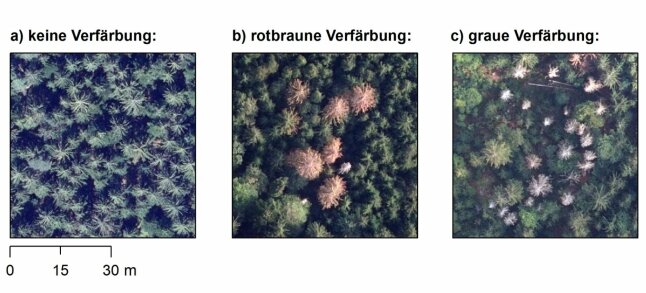 Drei Abbbildungen mit Luftbildern von Fichtenbeständen. Links sind grüne Kronen, mittig rote Kronenverfärbungen und rechts graue Kronenverfärbungen erkennbar.