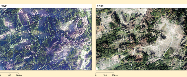 Luftbild einer Waldfläche zergliedert mit vielen Kalamitätsflächen