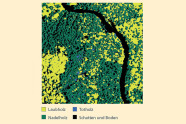 Karte auf der Laubholz, Nadelholz, Totholz, Schatten und Bodenfläche eingezeichnet sind.