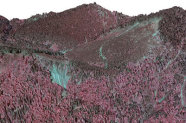 Rötliches Luftbild eines Bergwaldes