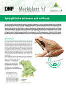 LWF Merkblatt 57 - Springfrosch